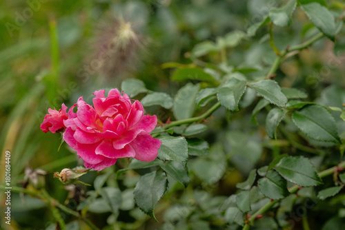 Wallpaper Mural rose rot naur pflanze Torontodigital.ca