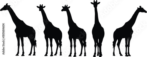Silhouette of five giraffes standing in various poses on white background, wildlife animals, safari, nature, tall mammals, African savanna.