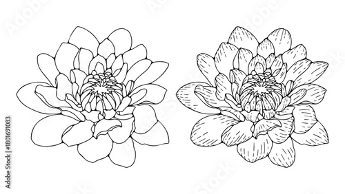 Hand drawn lush chrysanthemum flowers outline or sketch isolated on a white background