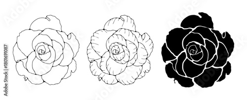 Lush rose flower sketch, outline and silhouette isolated on white background. Hand drawn floral vector illustration