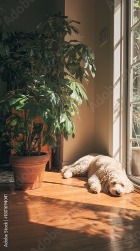 Golden Dog Relaxing in Sunlight Next to a Potted Plant in a Cozy Indoor Space