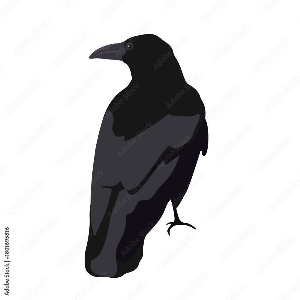Fototapeta premium Realistic Black Crow Standing Bird Illustration