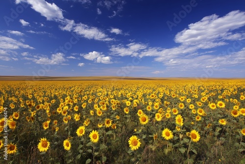 Vast Sunflower Field Under Blue Sky With Fluffy Clouds in Bright Daylight
