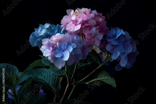 Colorful Hydrangeas in Soft Lighting Create a Serene Floral Display in a Dark...