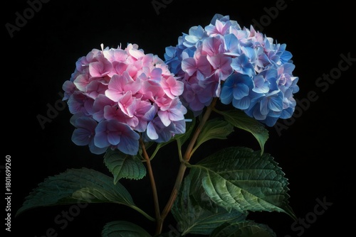 Colorful Hydrangea Flowers Display Vibrant Pink and Blue Hues Against a Dark ...