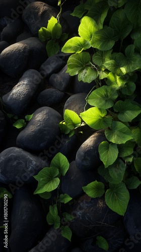Green Leaves Growing Among Black Stones in a Serene Natural Setting