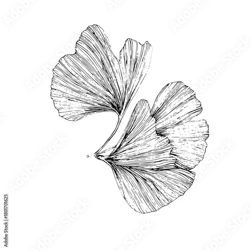 Floral line art drawing of eucalyptus leaves and flower buds for botanical illustration and design element