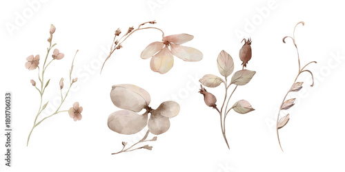 Watercolor hand drawn botanical set. Watercolor plants and botany, dry flowers