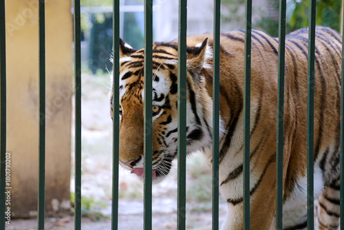 Close-up profile of majestic tiger behind cage bars.