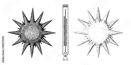 Radiant Celestial Design: Stylized Sun Starburst Art Deco Style | Clean, isolated vector art for creative projects.