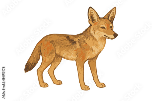 Detailed view of a wild golden jackal standing alertly in profile, isolated on a clean white background