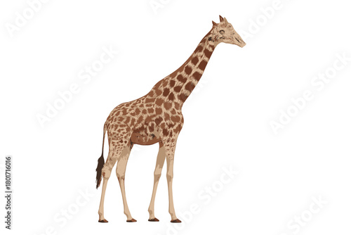 African giraffe standing with long neck and distinctive spotted coat isolated on white background