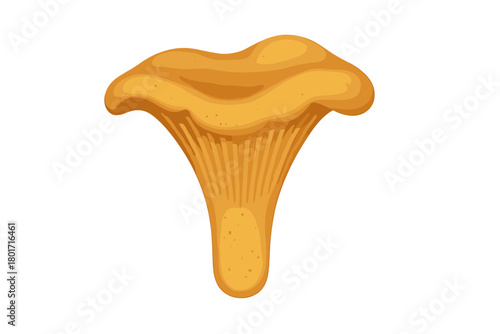 Single golden chanterelle mushroom with visible gills isolated on white background