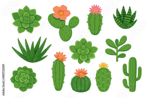 Assortment of green succulent and cactus plants featuring vibrant blossoms