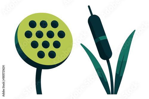 Lotus seed pod and cattail plant elements isolated on white background