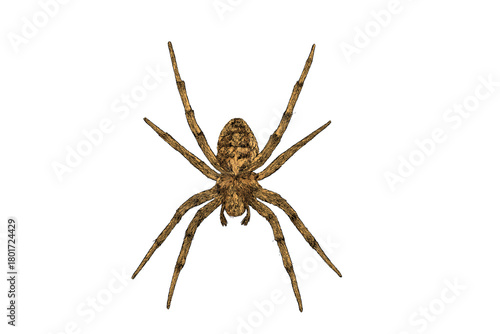 Hairy brown spider with patterned body isolated on white background