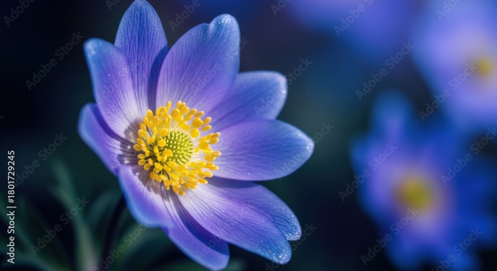 Fototapeta premium Beautiful purple flower blooms in a lush garden under soft sunlight during spring season