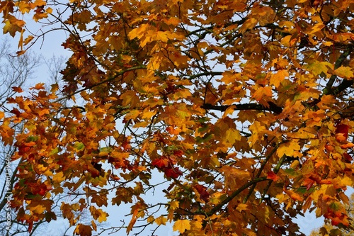 der Herbst malt mit bunten Farben