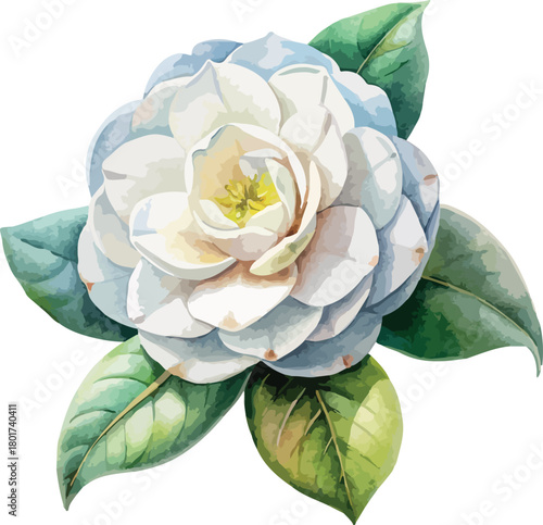 White Camellia Flower Botanical Vector Watercolor Illustration