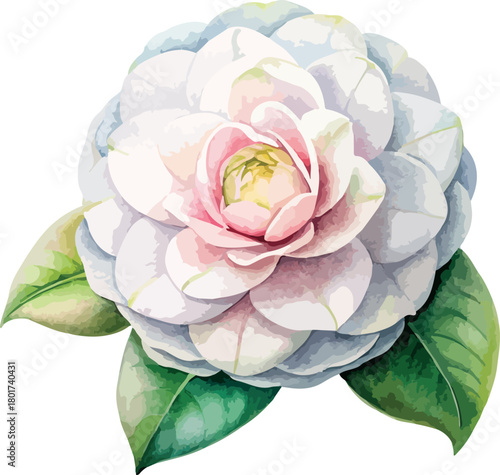 Hand Painted White Camellia Flower Botanical Vector Watercolor Illustration