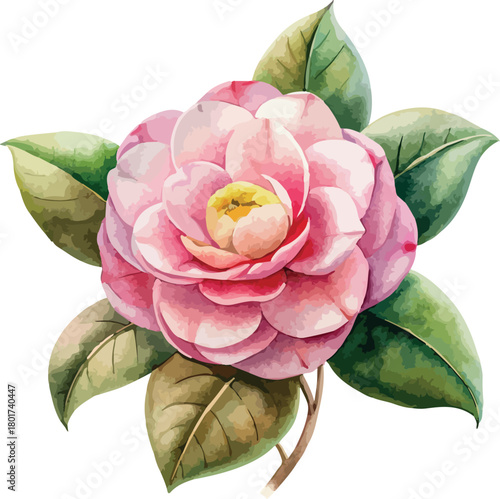Pink Camellia Botanical Vector Watercolor Illustration