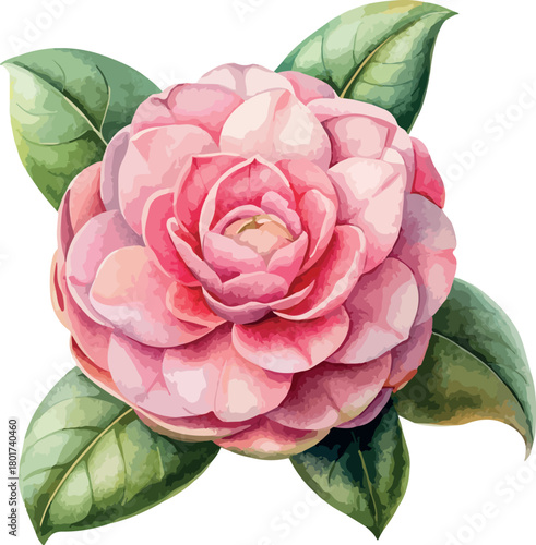 Hand Painted Pink Camellia Flower Botanical Vector Watercolor Illustration