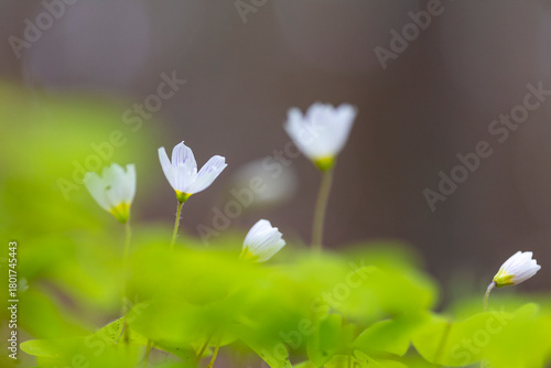 A beautiful white wood sorrel flowers blooming in the forest during spring. A natural springtime scenery of woodlands in Latvia, Europe.