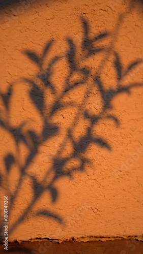 Detailed slow motion close-up of delicate tree branch shadows swaying slightly on a textured pastel beige stucco wall during golden hour shadow cast, peaceful, texture