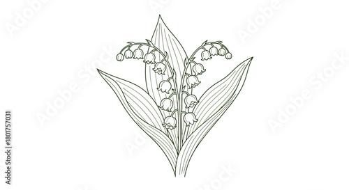 Delicate outline illustration of lily of the valley flower with detailed petals and leaves elegant