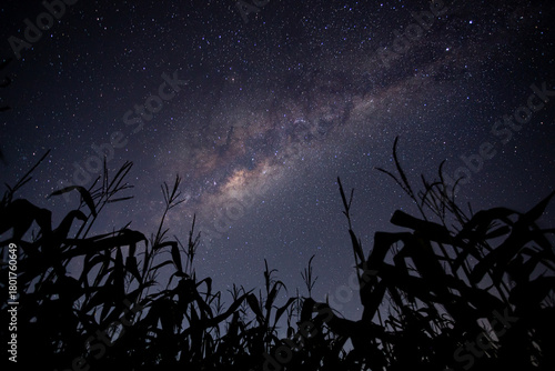 Starry night sky over cornfield in rural area shows the milky way shining brightly and the silhouettes of corn stalks under a clear sky