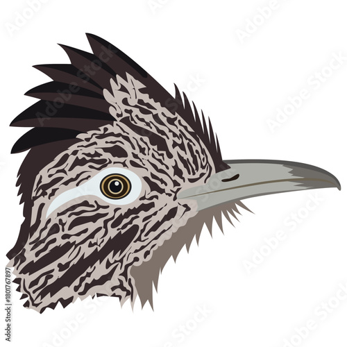 roadrunner bird beak and head.