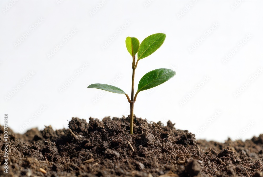 Fototapeta premium Young sapling emerging from soil mound, forest restoration element, isolated on white background 