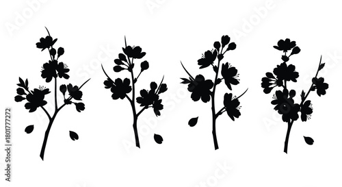 Four black cherry blossom branches