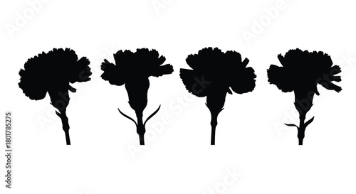 Silhouette of four carnation flowers