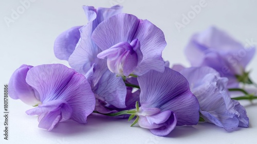 Purple flowers on a light background