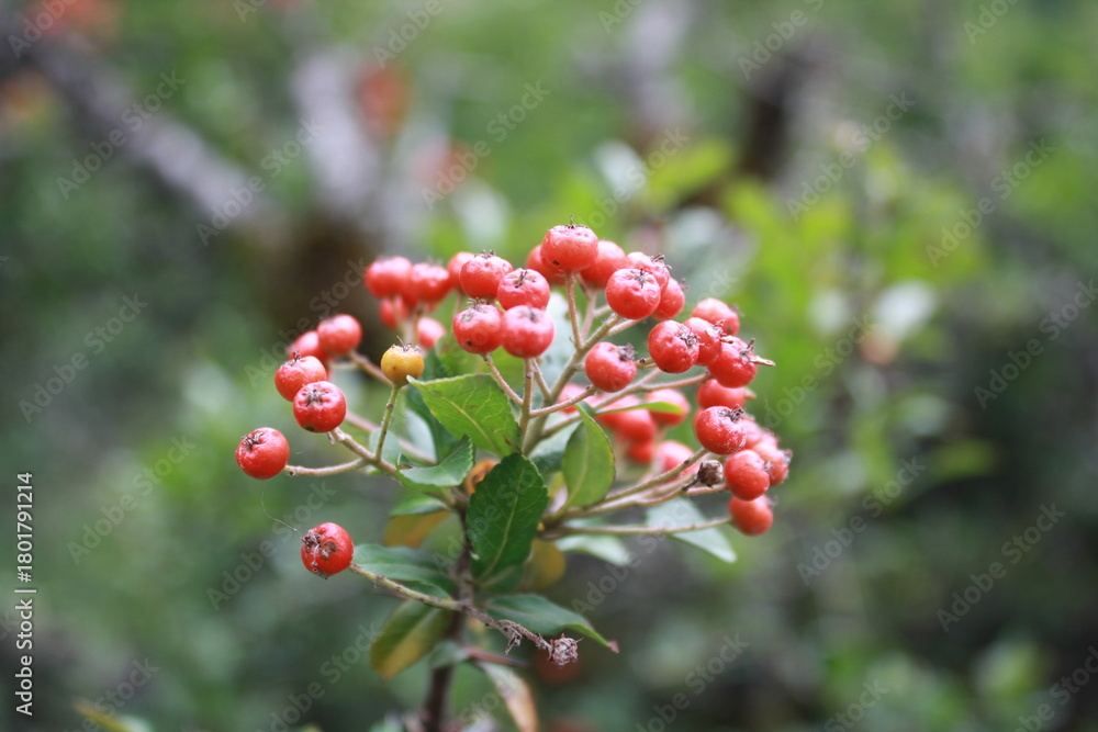 Obraz premium Berries growing in the forest