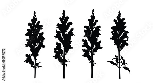 Four snapdragon flower stalks in silhouette