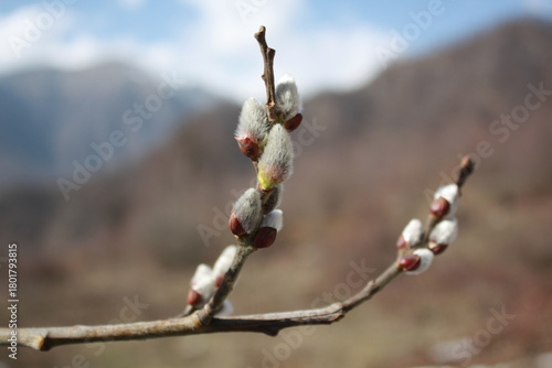 Beautiful spring landscape