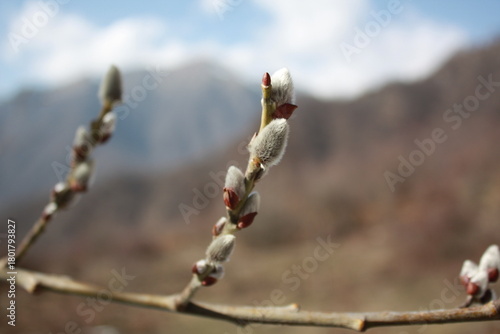 Beautiful spring landscape