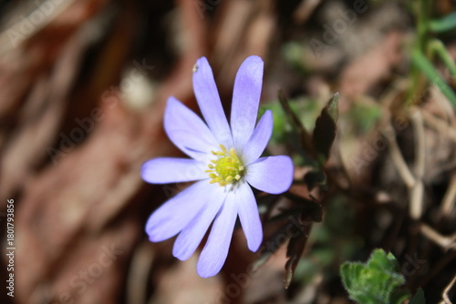 Beautiful spring landscape