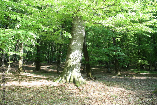 Beautiful spring landscape