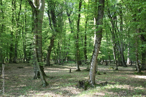 Beautiful spring landscape