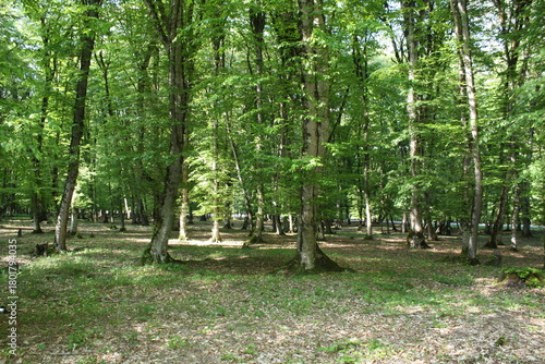 Beautiful spring landscape