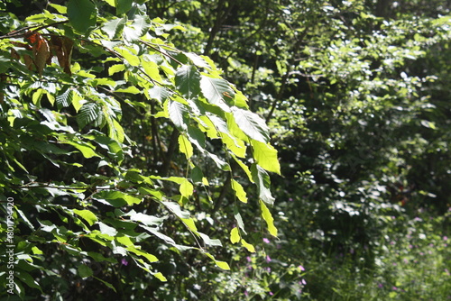 Beautiful spring landscape