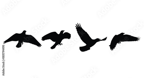 Four birds silhouette in different positions