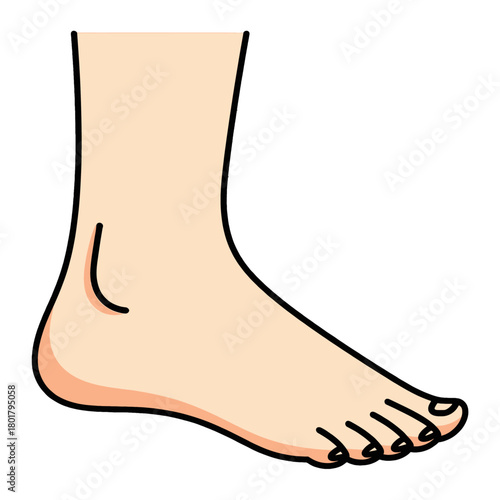 Human foot with ankle and toes illustration