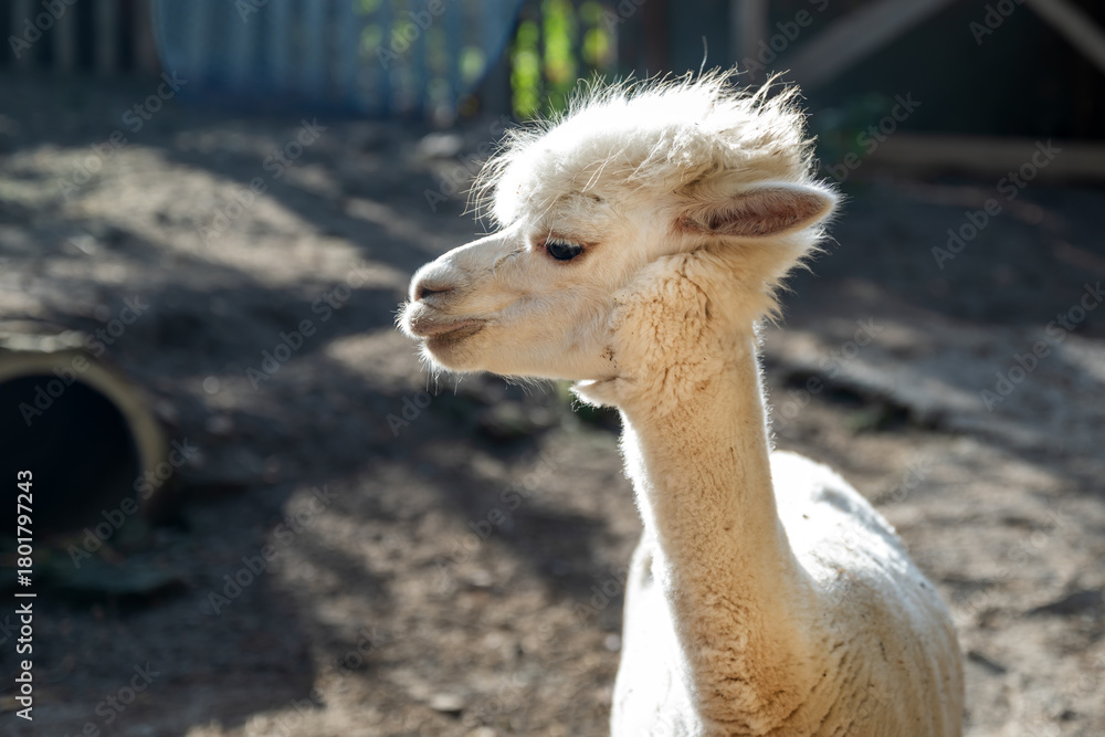 Obraz premium Closeup view of an alpaca standing outdoors on farmland, fluffy wool and calm face, warm natural daylight.