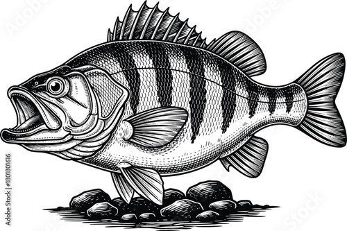 Striped bass fish drawing vector illustration fishing sea animal art eps silhouette