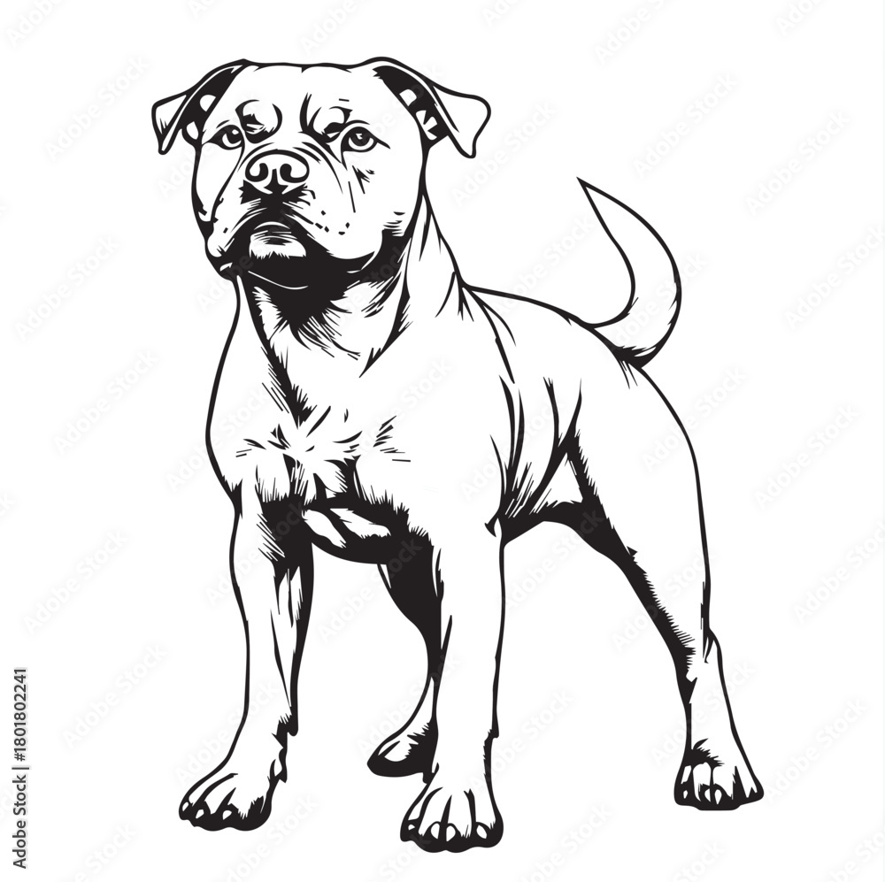 Fototapeta premium pitbull dog puppy