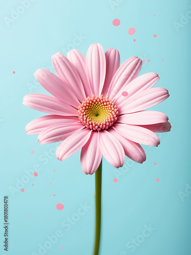 delicate pink daisy bloom set soft pastel blue background subtle splatters hue dance across petals